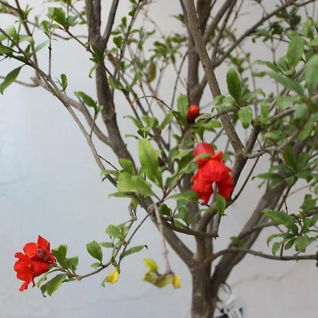 Sunrise Paros מלון דירות 4*