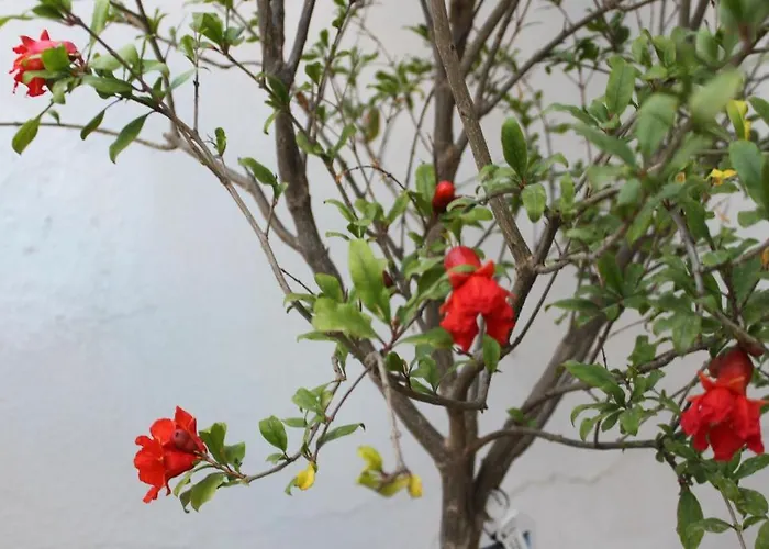 Sunrise Paros شقة فندقية 4*